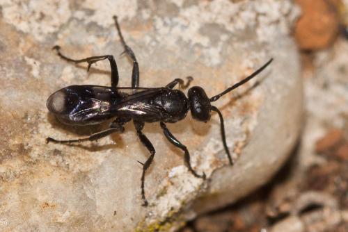 Dipogon sp.