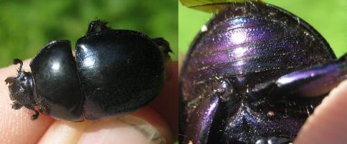 Réf. 155 246 : Trypocopris sp.