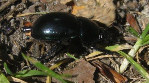Trypocopris sp.
