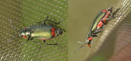 Malachius bipustulatus
