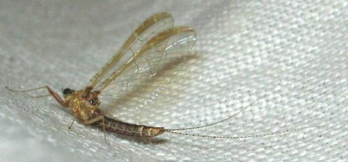 Réf. 155 249 : Cloeon dipterum