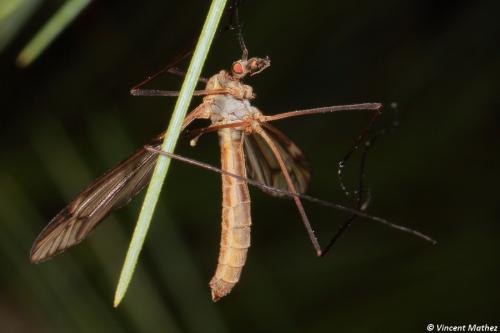 Tipula vernalis