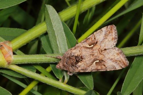 Réf. 155 622 : Autographa gamma