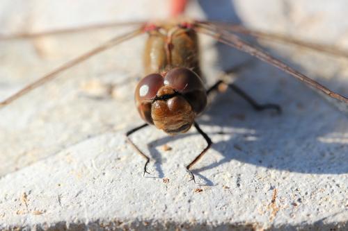 Sympetrum striolatum