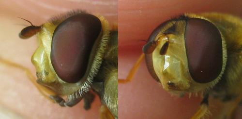Syrphus vitripennis
