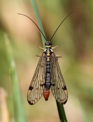Panorpa communis
