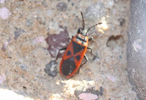Scantius aegyptius aegyptius