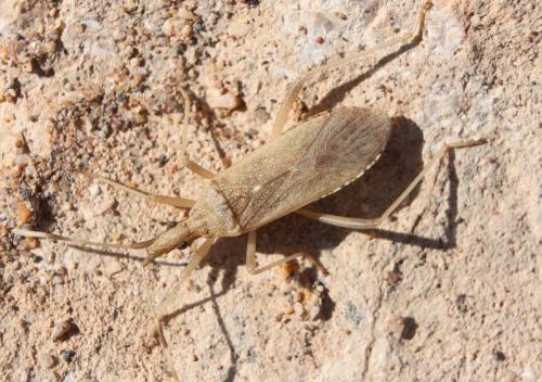 Réf. 155 068 : Dicranocephalus pallidus