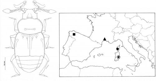 Réf. 155 790 : Imirus mirabilis