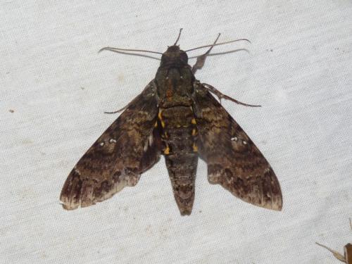Réf. 155 115 : Amphonyx duponchel