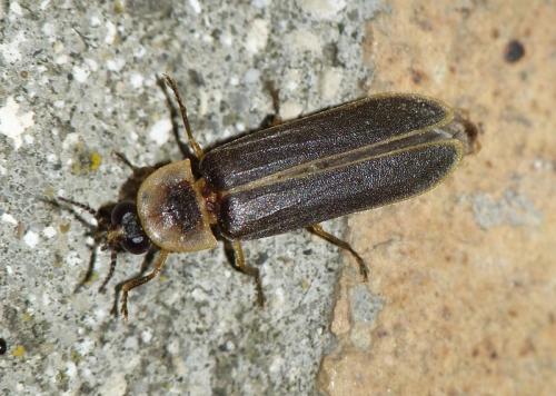 Lampyris noctiluca