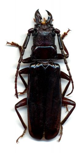 Palaeomegopis lameerei