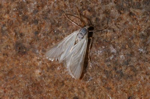 Acentria ephemerella