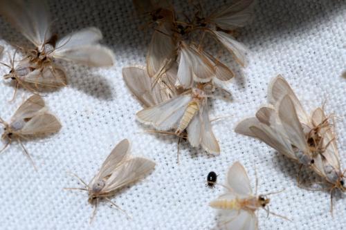 Acentria ephemerella