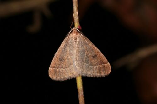 Réf. 155 866 : Theria primaria