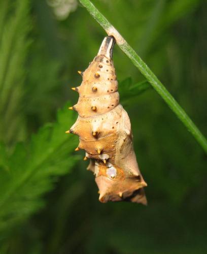 Réf. 155 923 : Nymphalis polychloros