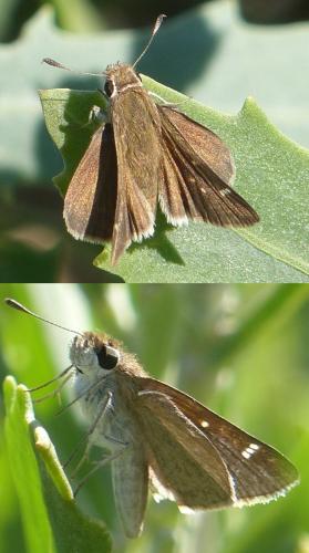 Lerodea eufala