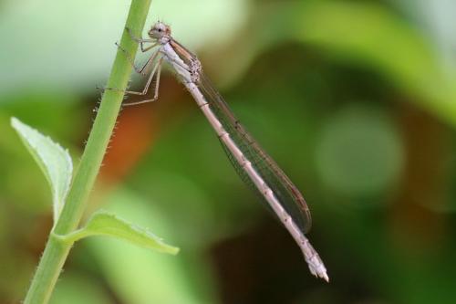 Réf. 155 802 : Sympecma fusca