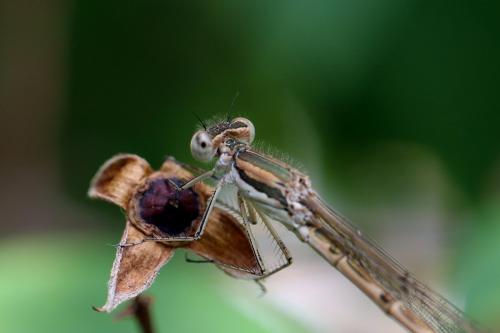 Réf. 155 803 : Sympecma fusca