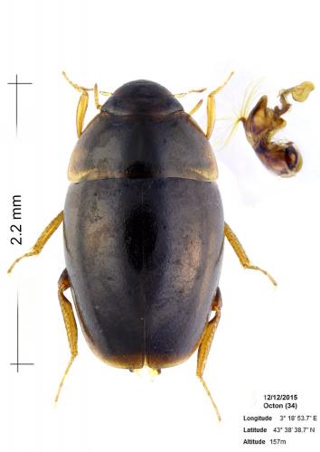 Réf. 155 106 : Limnebius furcatus