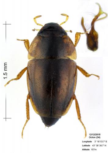 Limnebius nitidus