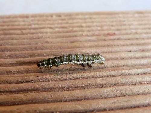 Macdunnoughia confusa