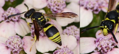 Ancistrocerus sp.
