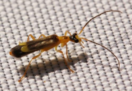 Malthinus flaveolus
