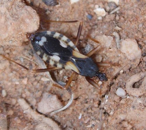 Réf. 155 117 : Reduvius sp.