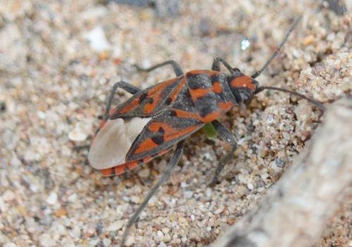 Spilostethus saxatilis