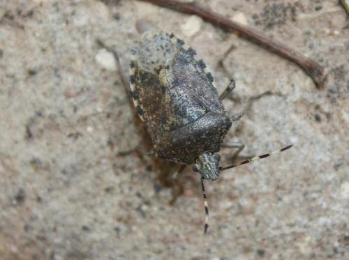 Rhaphigaster nebulosa