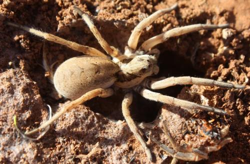 Hogna sp.