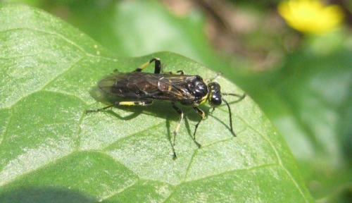 Réf. 155 652 : Macrophya alboannulata