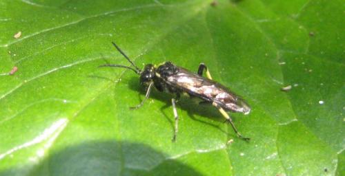 Réf. 155 654 : Macrophya alboannulata