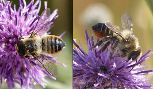 Réf. 155 045 : Megachile sp.