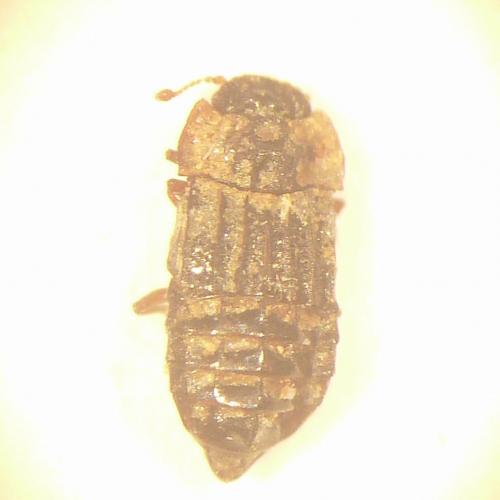 Réf. 155 973 : Micropeplus sp.