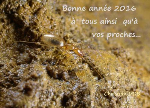 Indéterminé