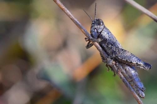 Pezotettix giornae