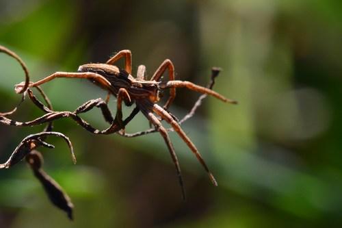 Pisaura mirabilis