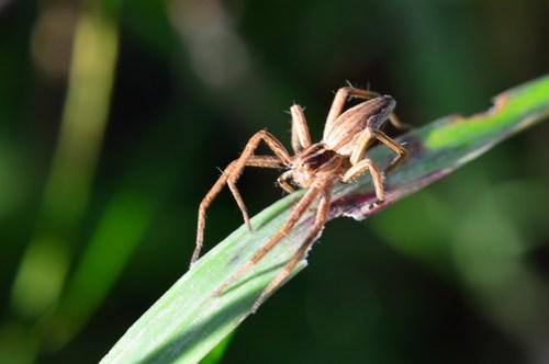 Réf. 155 705 : Pisaura mirabilis