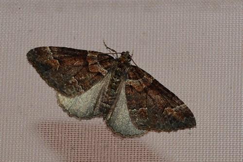 Réf. 155 662 : Catarhoe basochesiata