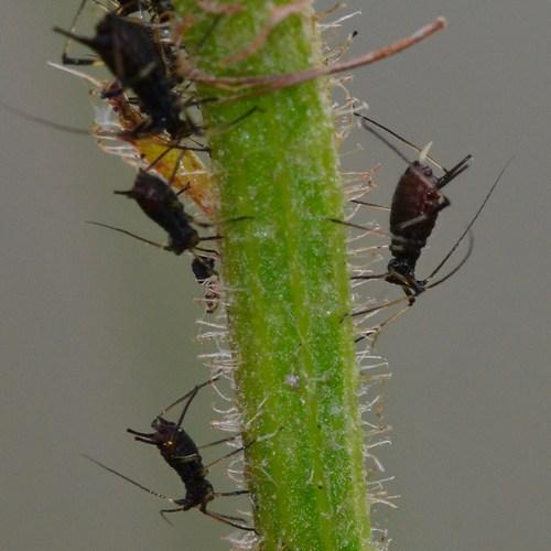 Réf. 155 624 : Macrosiphum sp.