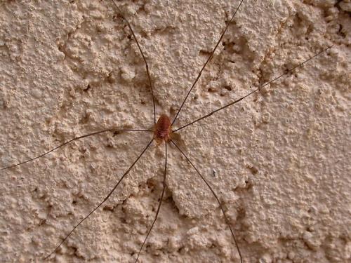 Dasylobus argentatus