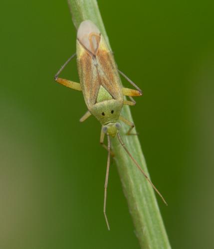 Closterotomus norwegicus