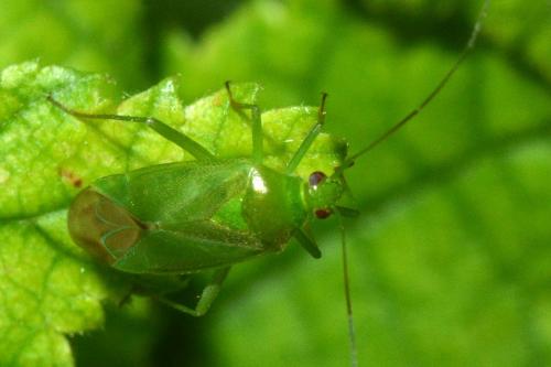 Lygocoris pabulinus