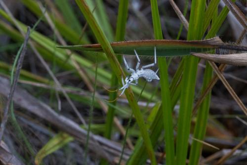Harpactor sp.