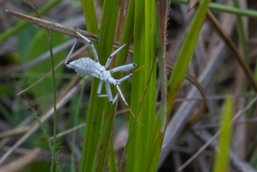 Harpactor sp.