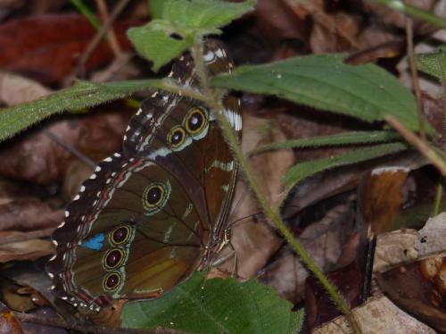 Réf. 155 372 : Morpho helenor