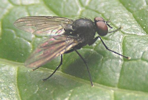 Hebecnema sp.