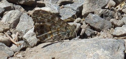 Lasiommata megera